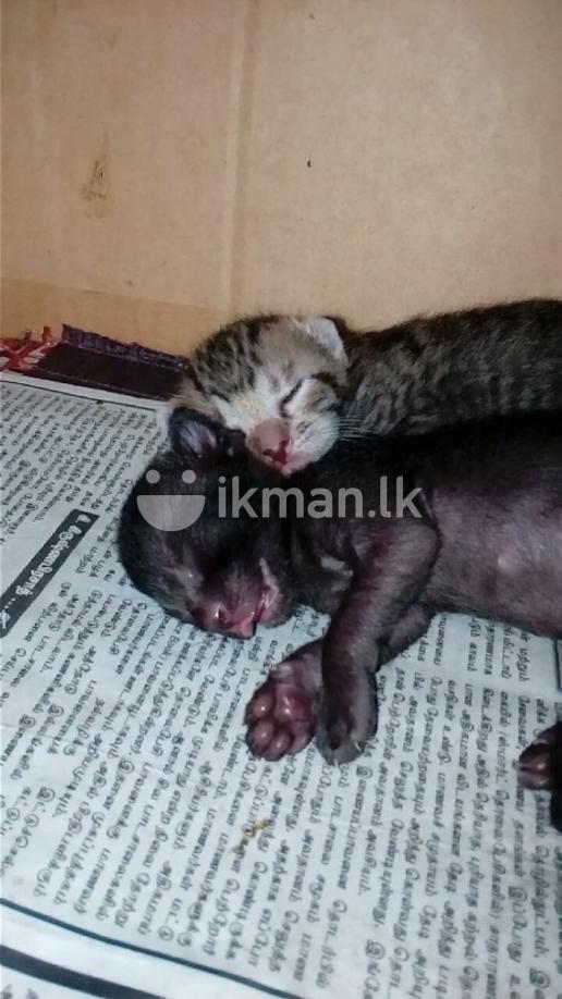 Kittens For Sale Animals & Pets Sri Lanka