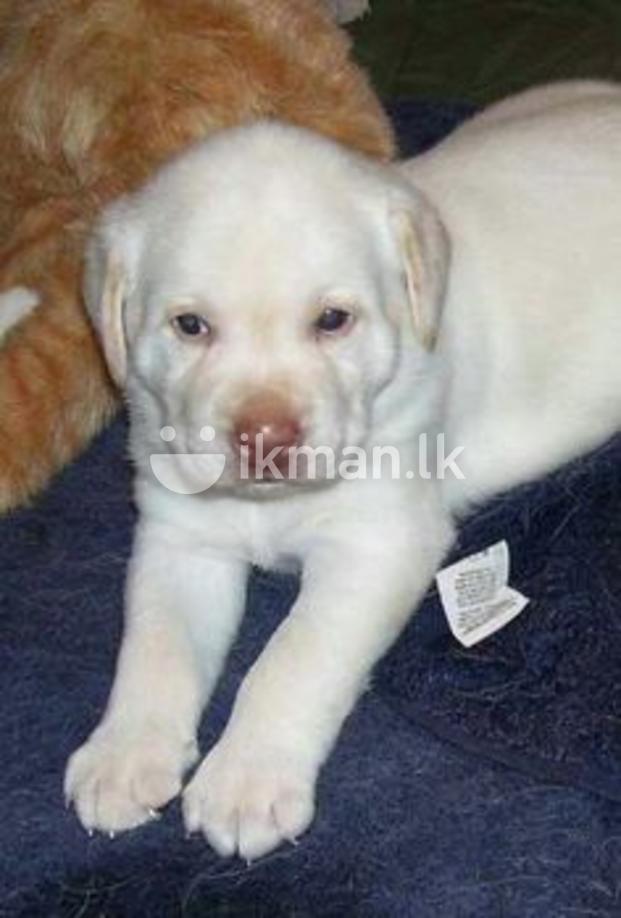 Labrador For Sale In Sri Lanka Animals & Pets Sri Lanka