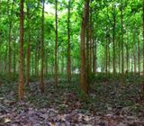 TEAK LAND FOR IMMEDIATE SALE IN MEDAWACHCHIYA