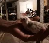White Face Cocktail Chick