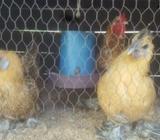 Bantam Kukulan