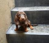 Dachshund