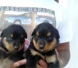 Siberian Rottweiler