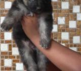 German Shepherd Puppies ( Ckc Registered