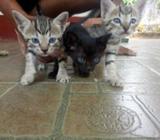 Kittens for Kind Homes