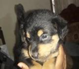 Rottweiler Puppies