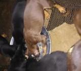 Doberman puppies