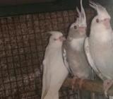 Cockatiel Birds