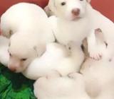 Labrador Puppies