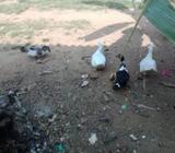 Ducklings