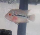 Flowerhorn