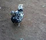 Bantam