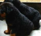 Rottweiler Puppies