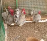 Blue Bantam