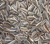 Sunflower Seeds(m)(eu