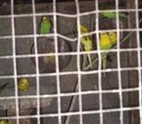 Yellow Green Birds