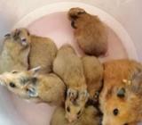 Golden Syrian Hamster