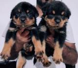 Rottweiler Puppies