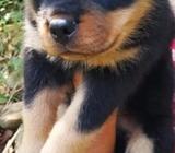 Rottweiler