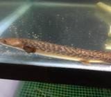 Polypterus Teugelsi