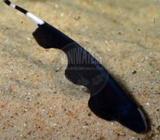 Ghost fish