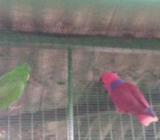 Eclectus Breeding Pair