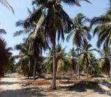 Land for sale Madurankuliya Puttalam