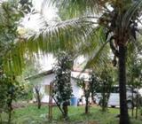 Coconut Land for Sale in Kurunegala