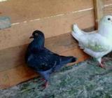 King and Racing Omar