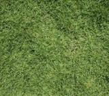 High Quality Malaysian And Australian Carpet Grass