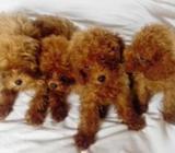 Teddy Bear Puppies
