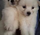 Lion Pomeranian Puppys