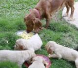 Cocker Spaniel Puppies