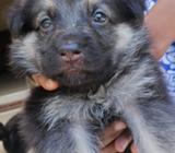 German shepherd dog for sell