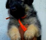 Lion German Shepherd Puppies