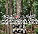 තේක්ක ගස්