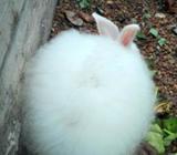 Original Angora Rabbit