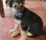 German Shepherd Puppy