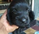 Cocker Spaniel Puppies