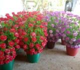 Flowers Vas