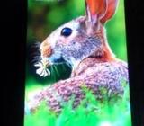 Xiaomi Redmi 5A Mi (Used