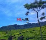 tea state from peacock hill - pussellwa ( දොරගල පීක් කොටසෙහි පිහිටි vp තේ ඉඩම)