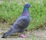 Pigeon