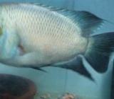 Thai Silk FlowerHorn