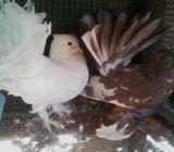 Fantail pigeon