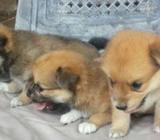 Pomeranian Puppies