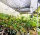 මල් පැල තවාන Seed-bed