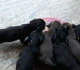 Dachshund Puppies