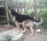 Dog Crosing Only