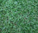 Malasiyan Carpet Grass